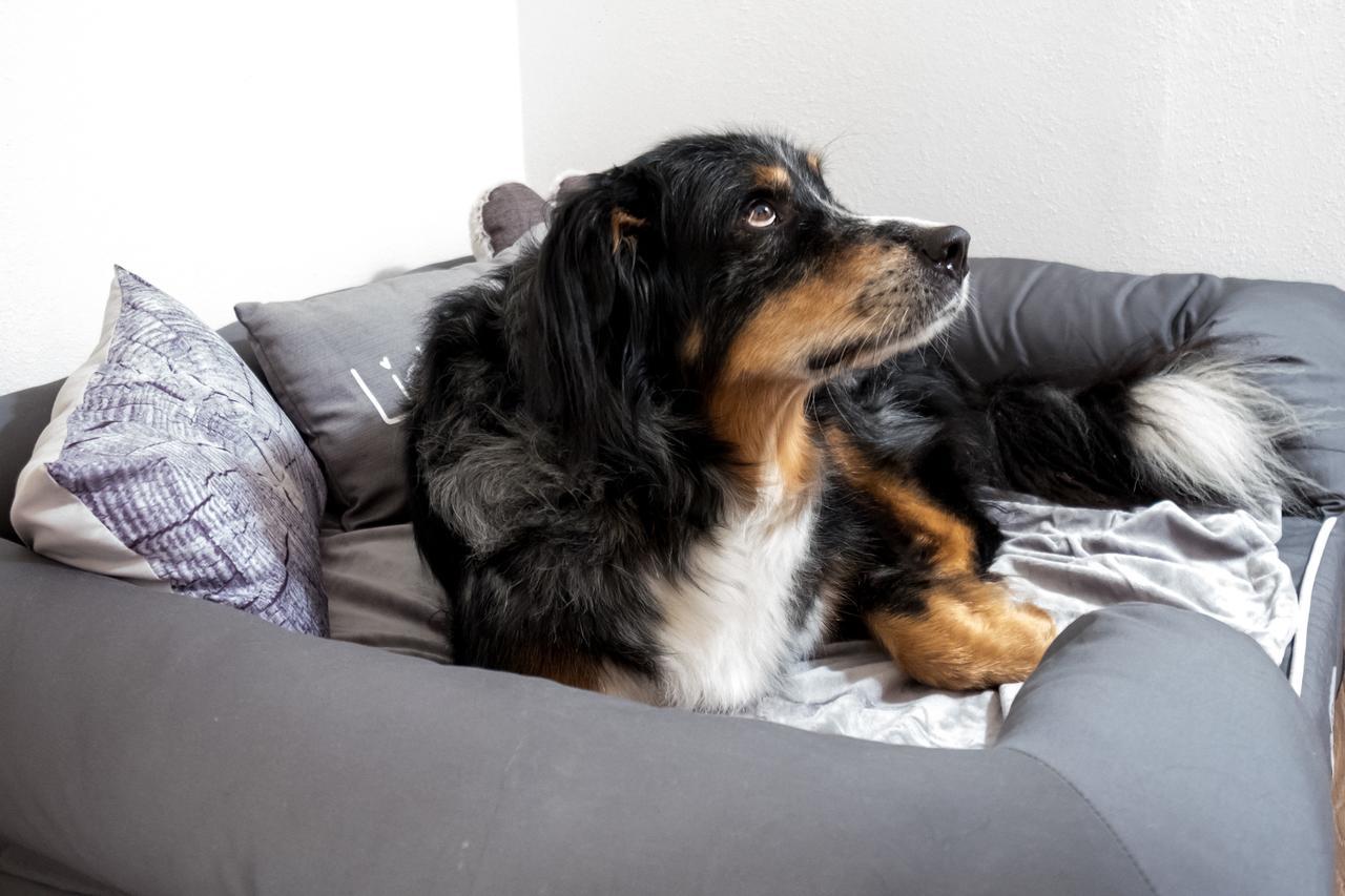 Landhaus Schulze - Ihr Hundefreundliches Hotel Im Harz Херцберг ам Харц Екстериор снимка